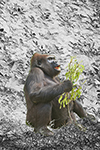 Gorilla - Melbourne Zooh- Photograph by H. David Stein